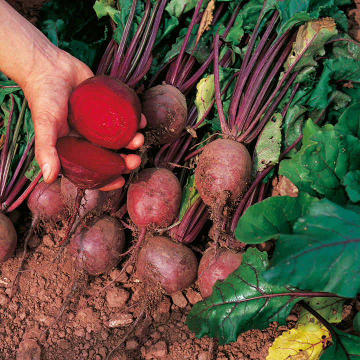 Beetroot Seeds - Deep Red